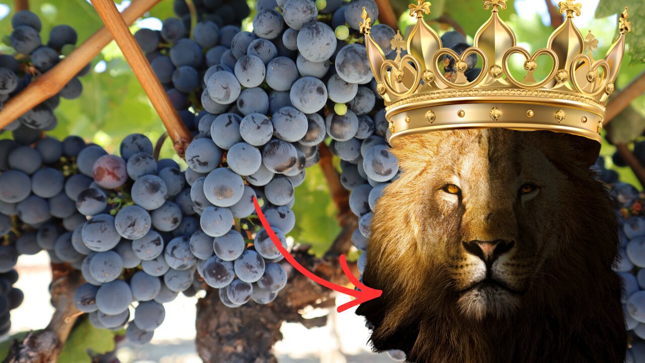 Sonoma's Cabernet Sauvignon KING