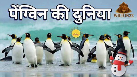 Penguin Life Documentary And Facts 🐧