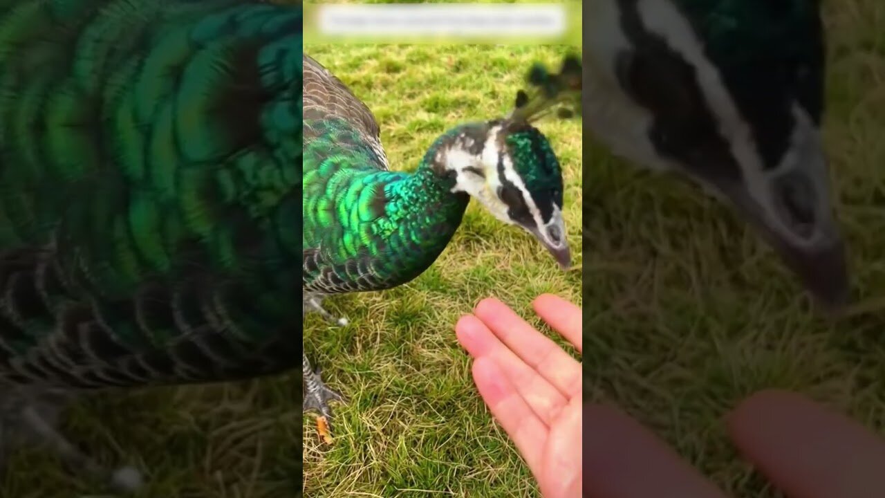 People came down from the cliff to save the fallen peacock