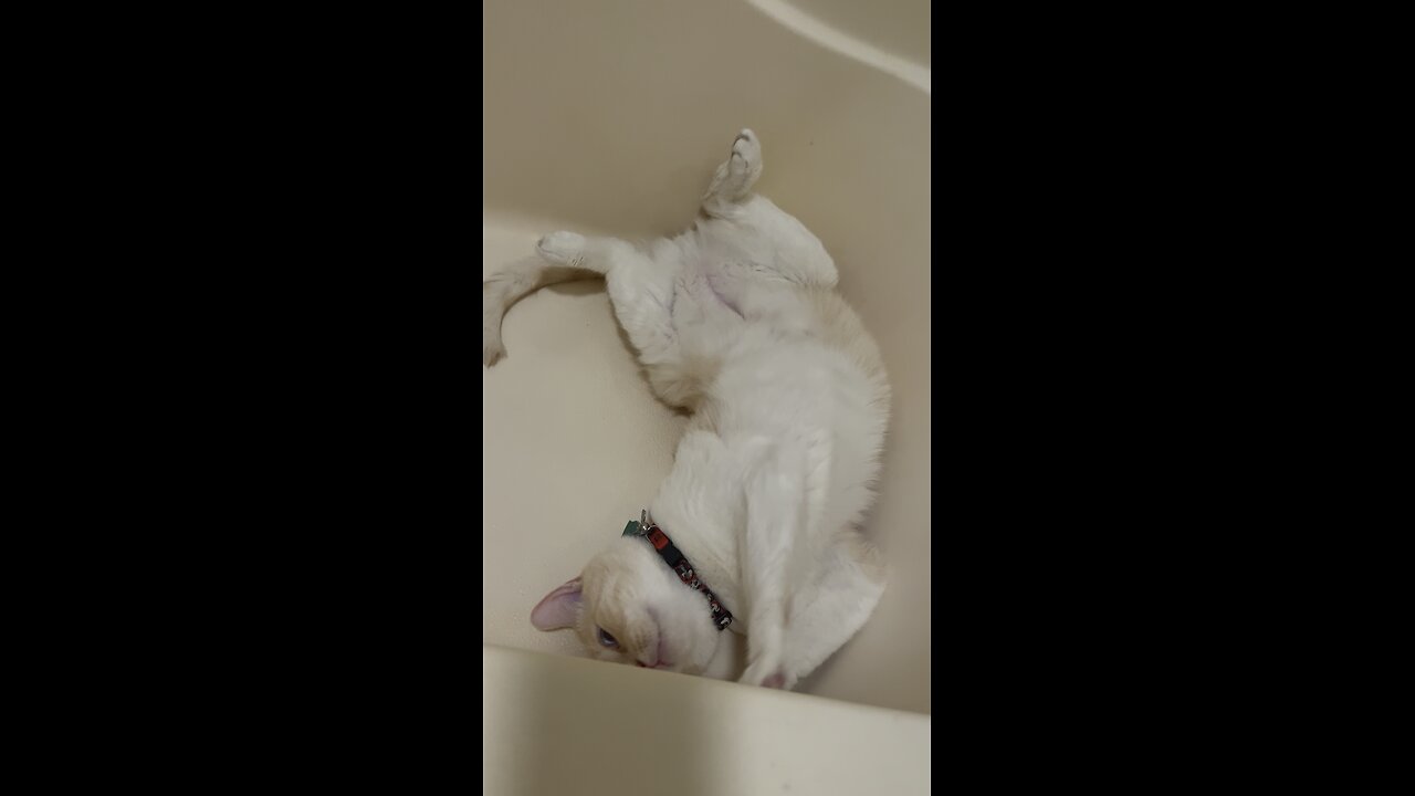 Jerry 🐈