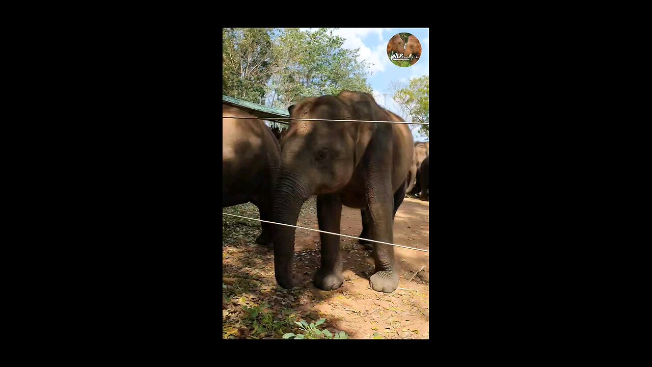elephant