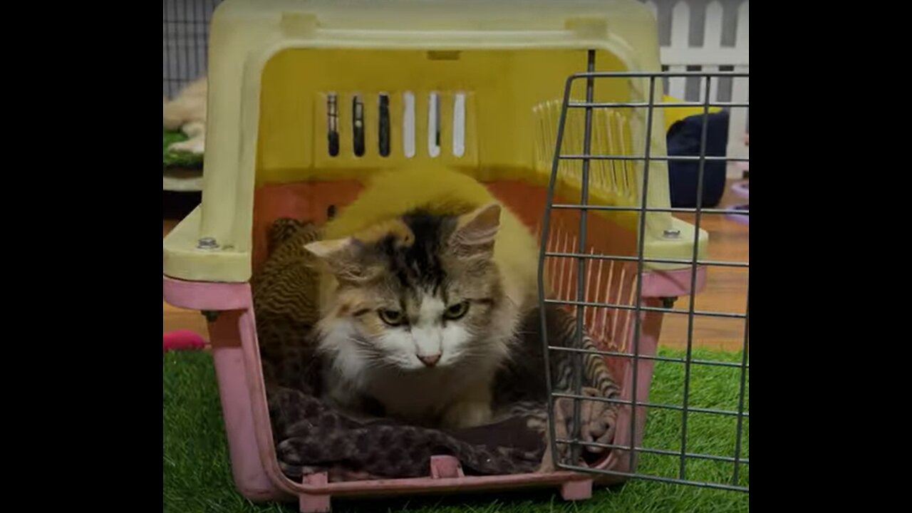 We found mother cat with her adorable kitten.