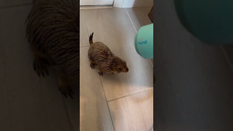 After a great flood the girl saved the grasshopper and found him a home