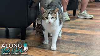 Meet John Cena! The Purr-Fect Addition to Your Family!