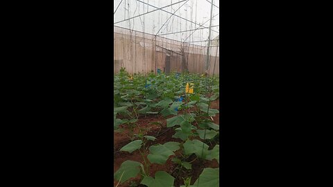 green house