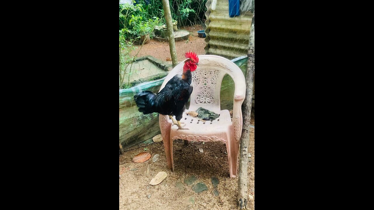 Poultry farm life
