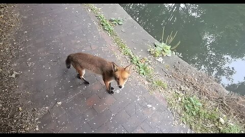 FOX 🦊WAS FRIENDLY 🤙WHEN HE SAW ME RIDING MY BIKE 🚲 ON THE CANAL WOULD HAVE LOVED TO HAVE TAKEN HOME🏡