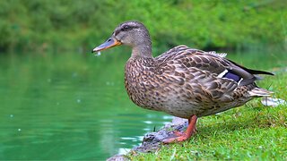Mallard Ducks at the Edge of the Moat Pond During the Last Days of Summer