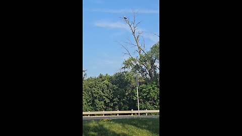 OMG! An Effing Bals Eagle