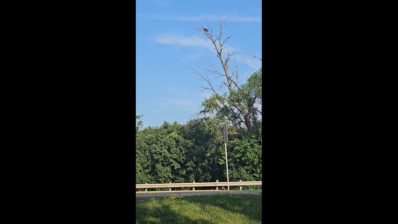 OMG! An Effing Bald Eagle