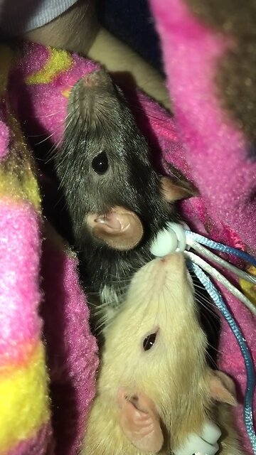 Heartwarming Fancy Rat Cuddles Before Sleep