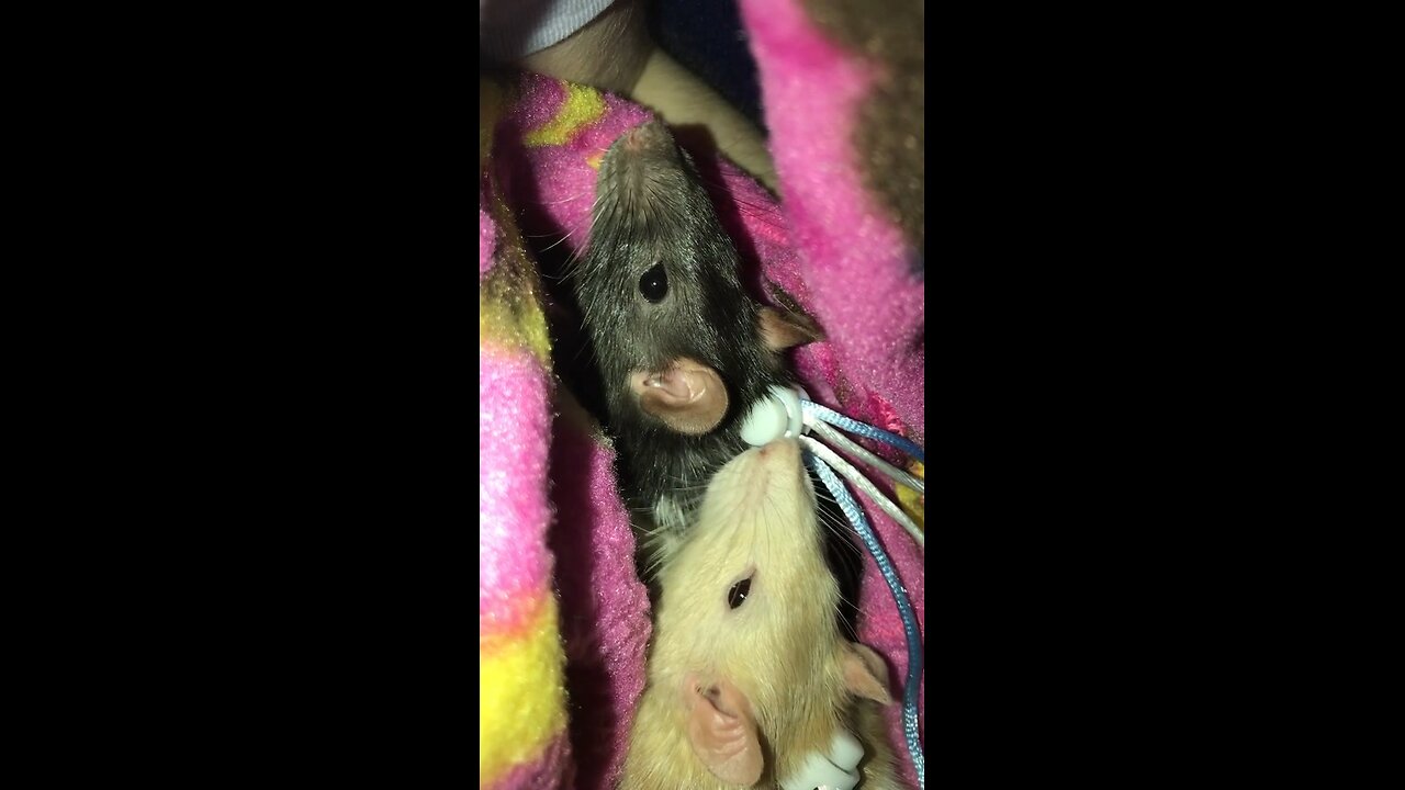 Heartwarming Fancy Rat Cuddles Before Sleep