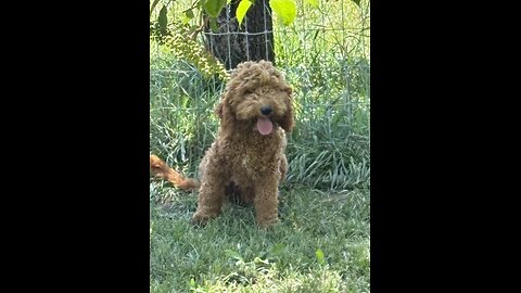 Adopt an older Goldendoodle puppy today