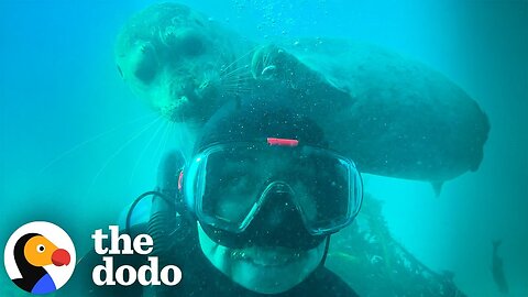 Five Reasons Seals Are Basically Golden Retrievers | The Dodo