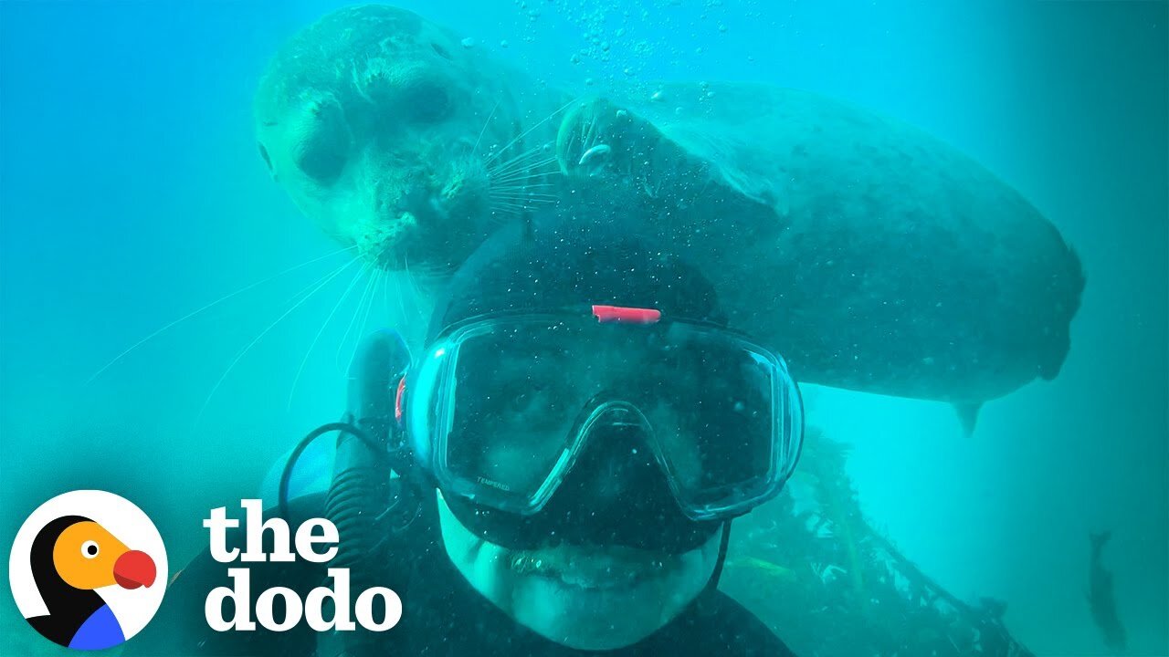 Five Reasons Seals Are Basically Golden Retrievers | The Dodo