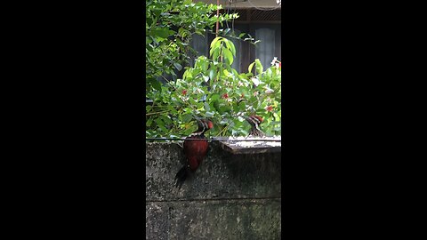 Two Woodpeckers Meal Time