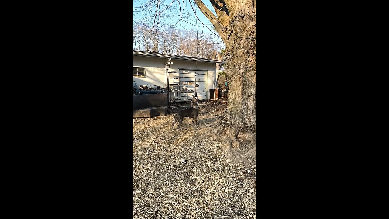 Favorite toy