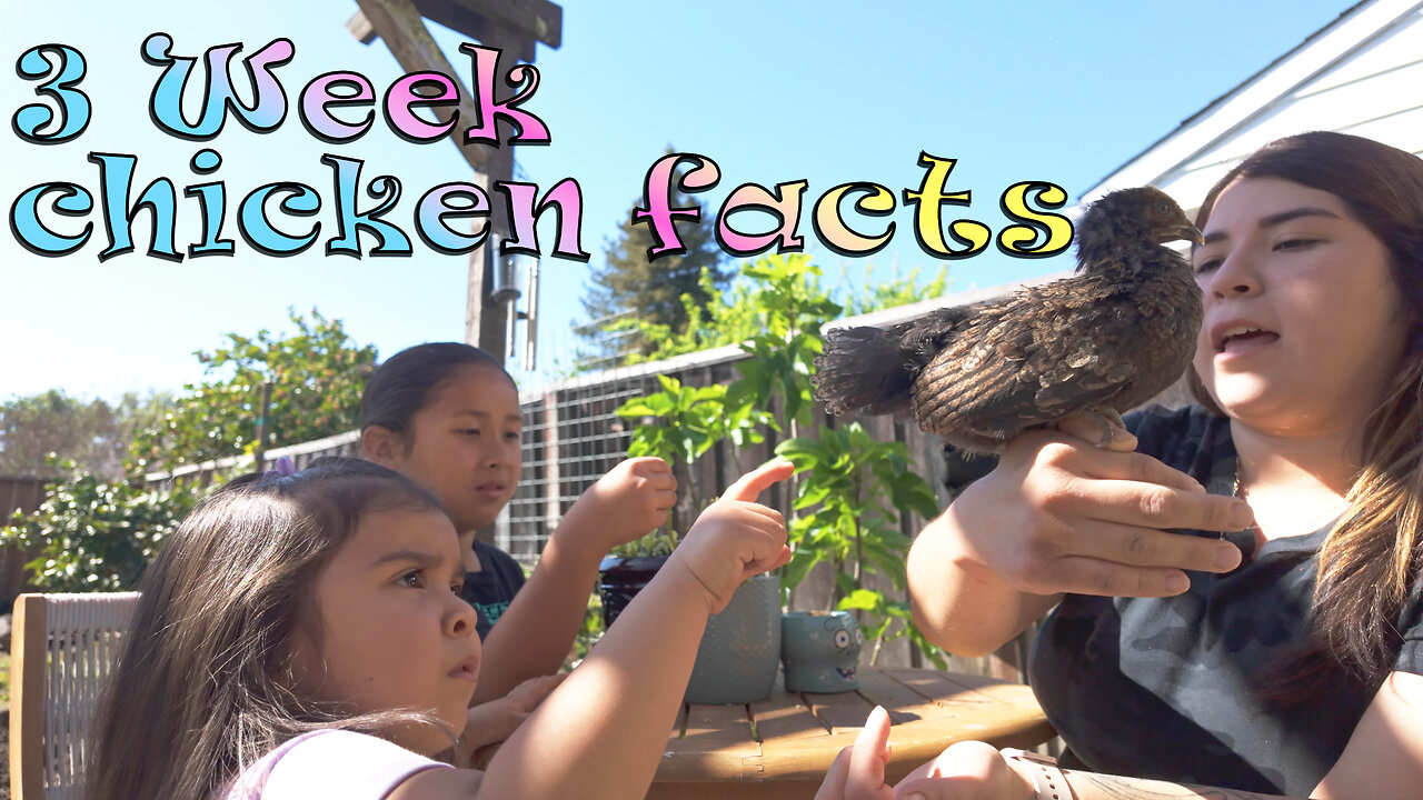 What we learned about raising baby chickens for 3 weeks!