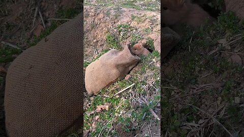 Cute rabbit that fell into a trap rabbit, cute little pastoral pet