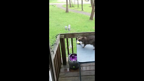 Funny Animals Brazzo 6