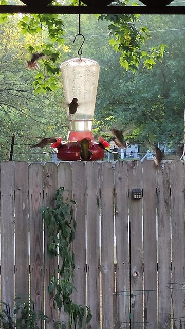 so many Hummingbirds, they drank 2 feeders dry.