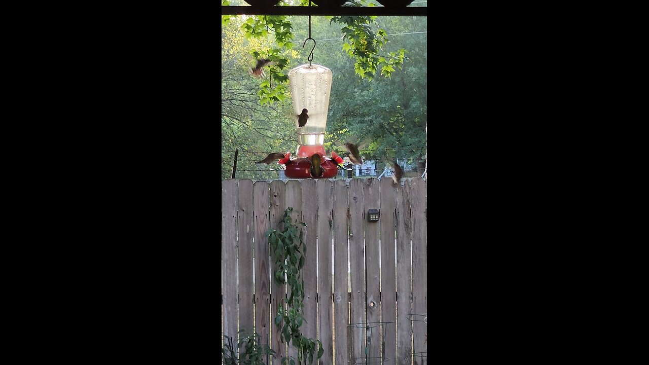 so many Hummingbirds, they drank 2 feeders dry.
