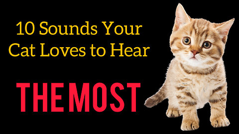 10 sounds your lovely cat (kitten) loves the most