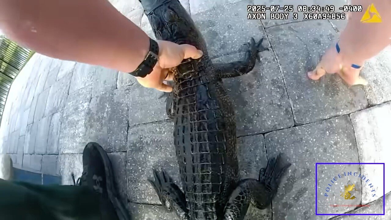 Deputy Wrangles Alligator from St. Augustine Pool