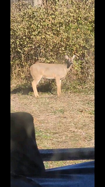 Deer Video Taken Today 12 14 2025 From Our Back Porch Temp 9 Degrees 5 Below Zero Windchill