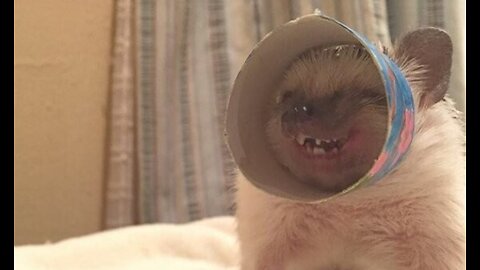 100% Laugh Guarantee 😂 Try Not to LOL at These Animals! (Part 1)