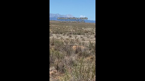 Antelope Chasing a coyote