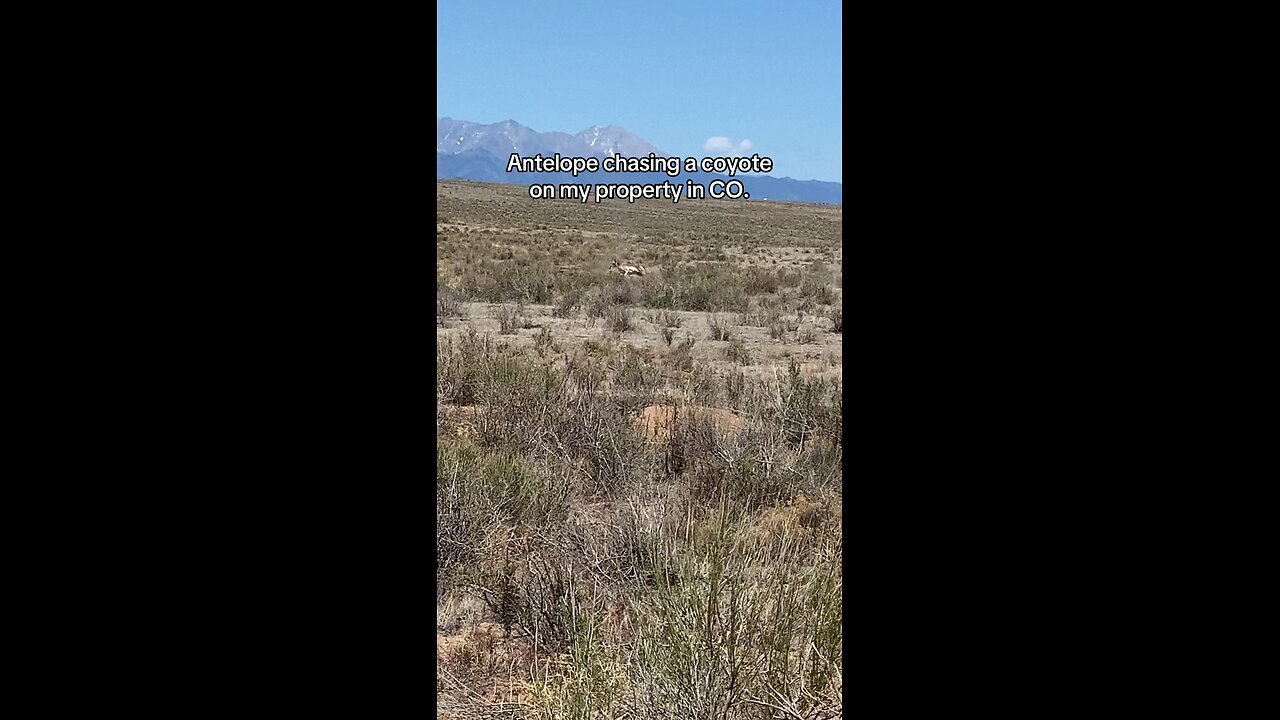 Antelope Chasing a coyote