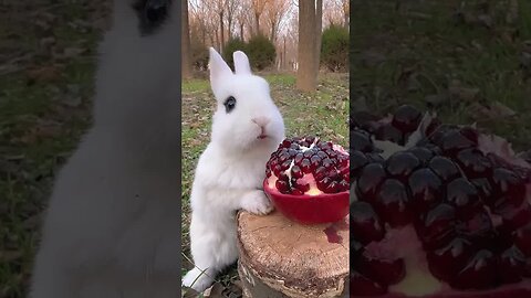 Little rabbit eats sweet and sour pomegranate, cute pet rabbit, pastoral little cute pet