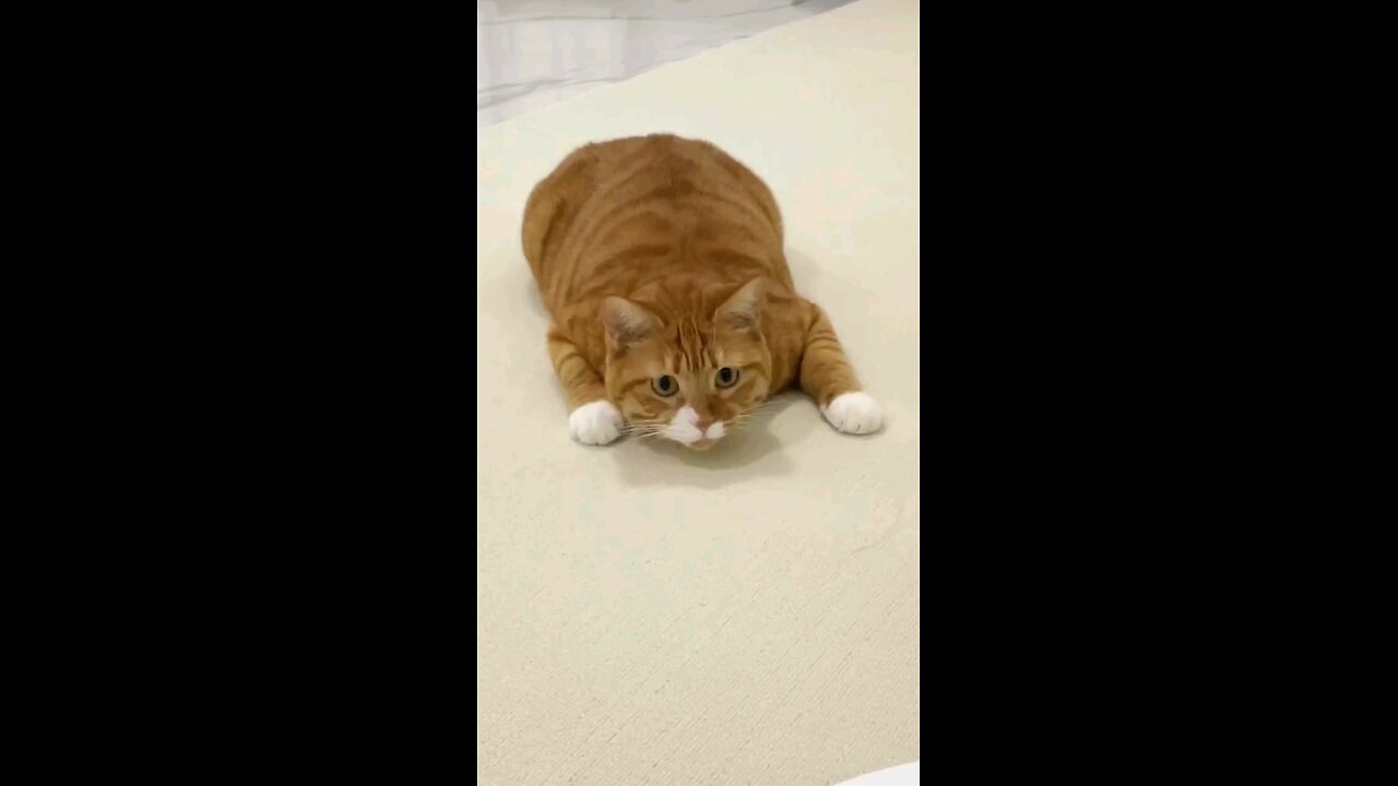 Cute cat stunt, #cat #catlover #usa #catwatch