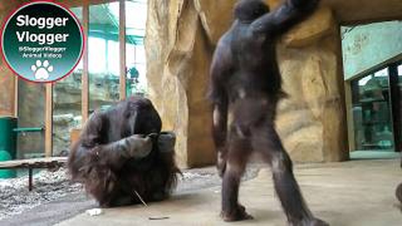 Between Chimps - Orangutan Youngster Plays With The Male
