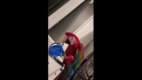 Parrot’s Funny Hobby – Naughty Moments You Can’t Miss!🤣🦜