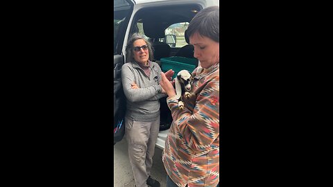 Baby goats go to feed store