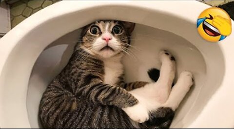 Funniest Cats & Dogs😼🐶｜ You Laugh You Lose Challenge😜