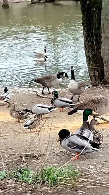 Geese & Duck in a creek