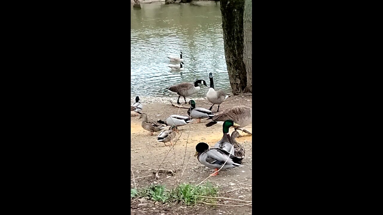 Geese & Duck in a creek
