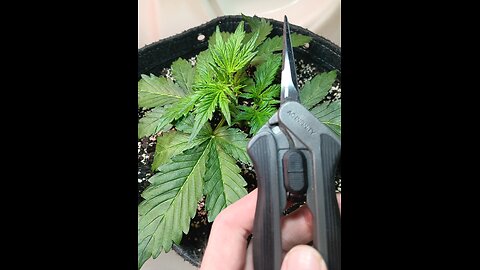 Gorilla Cookies week 2 day 3
