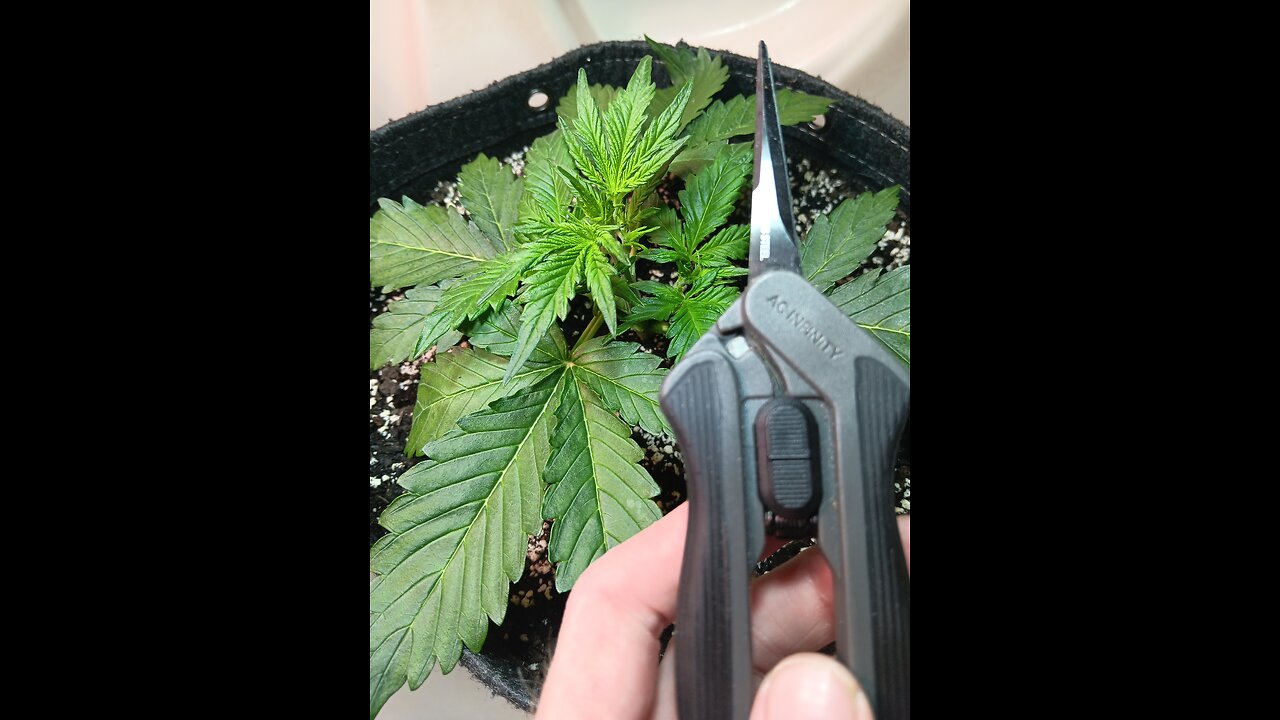 Gorilla Cookies week 2 day 3