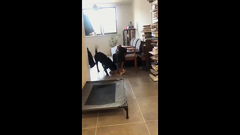 funny animals 😂