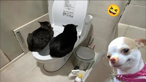 Funny Dogs And Cats Videos 2024 😅- Best Funnies Animal Video Part32