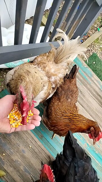 Chicken eats out of my hand