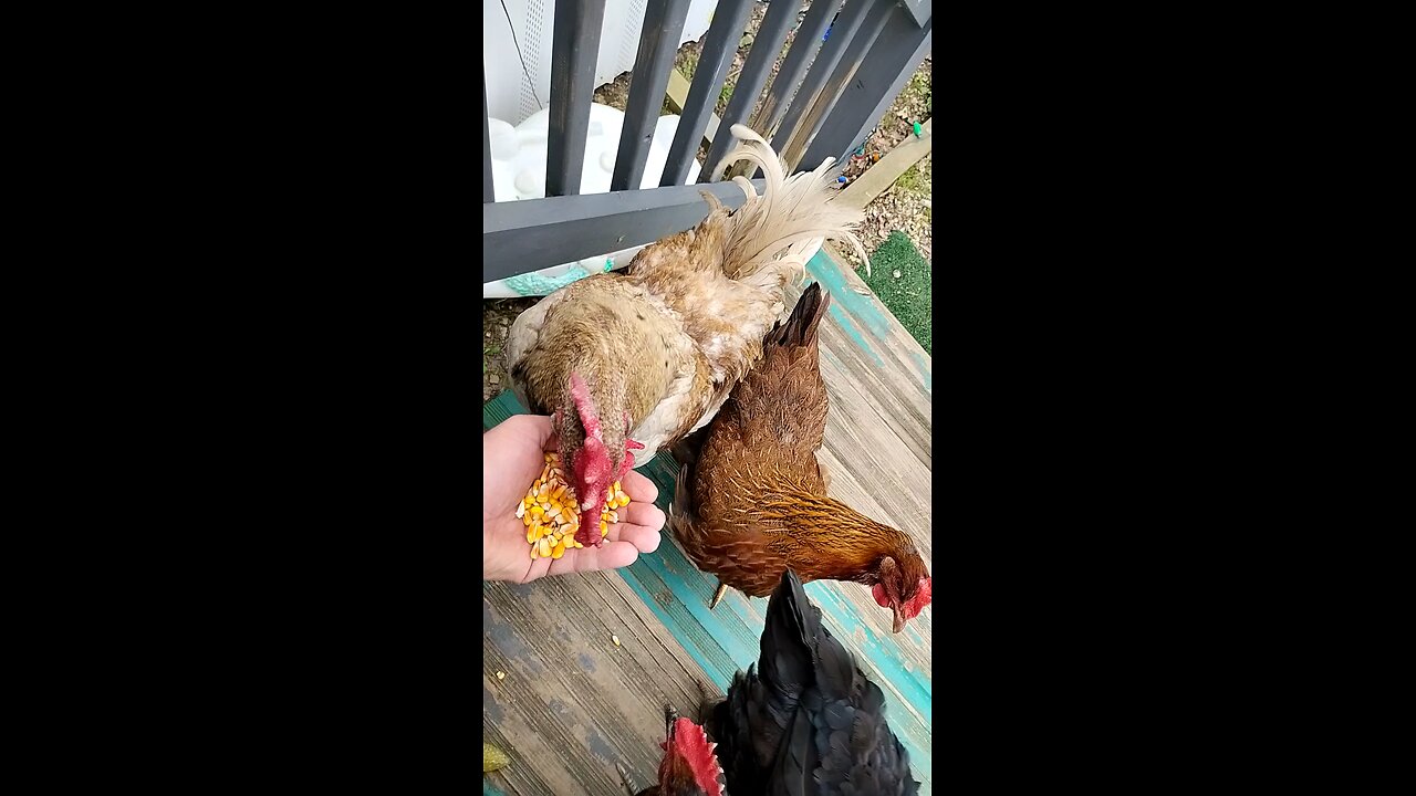 Chicken eats out of my hand