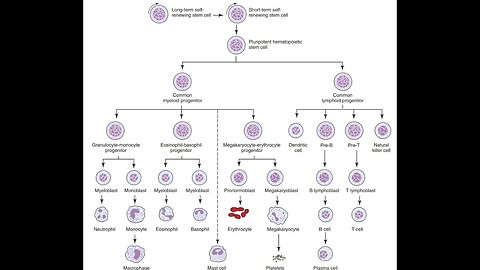 Hematopoiesis Explained | Blood Cell Formation for ASCP MLS/MLT Hematology Exam