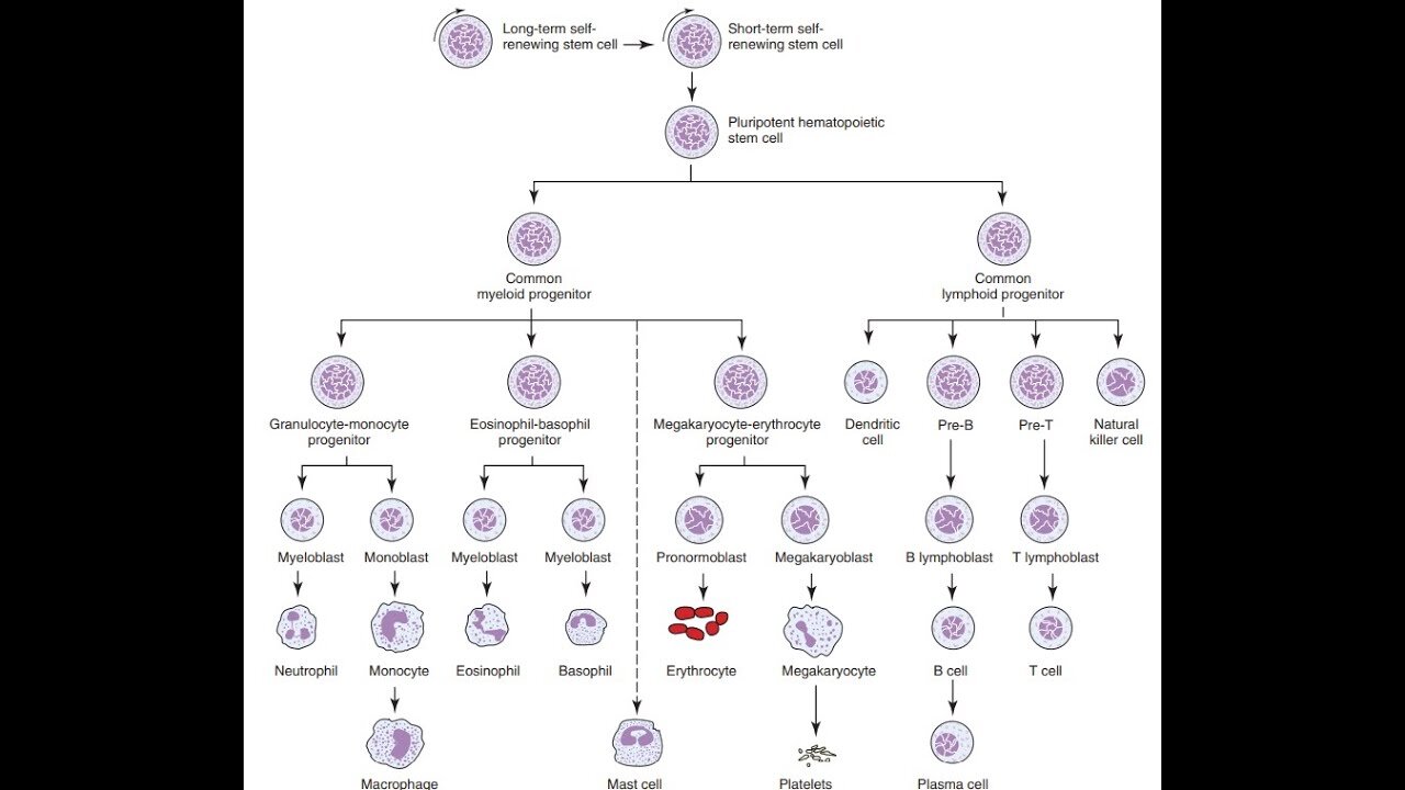 Hematopoiesis Explained | Blood Cell Formation for ASCP MLS/MLT Hematology Exam