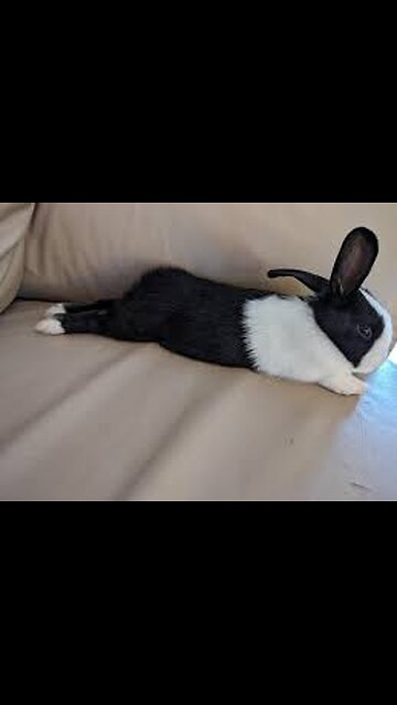 🐇😆 Who Are the Crazy People Raising Rabbits?