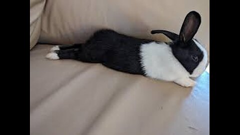🐇😆 Who Are the Crazy People Raising Rabbits?